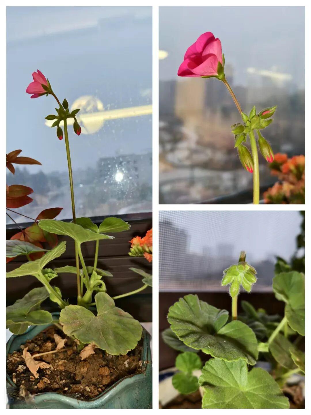 便是无院也侍花——推荐几种耐高温又耐零下10度内室内好养的花