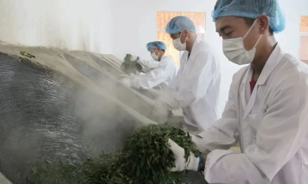 被误用的时间:重新理解普洱茶的陈化逻辑