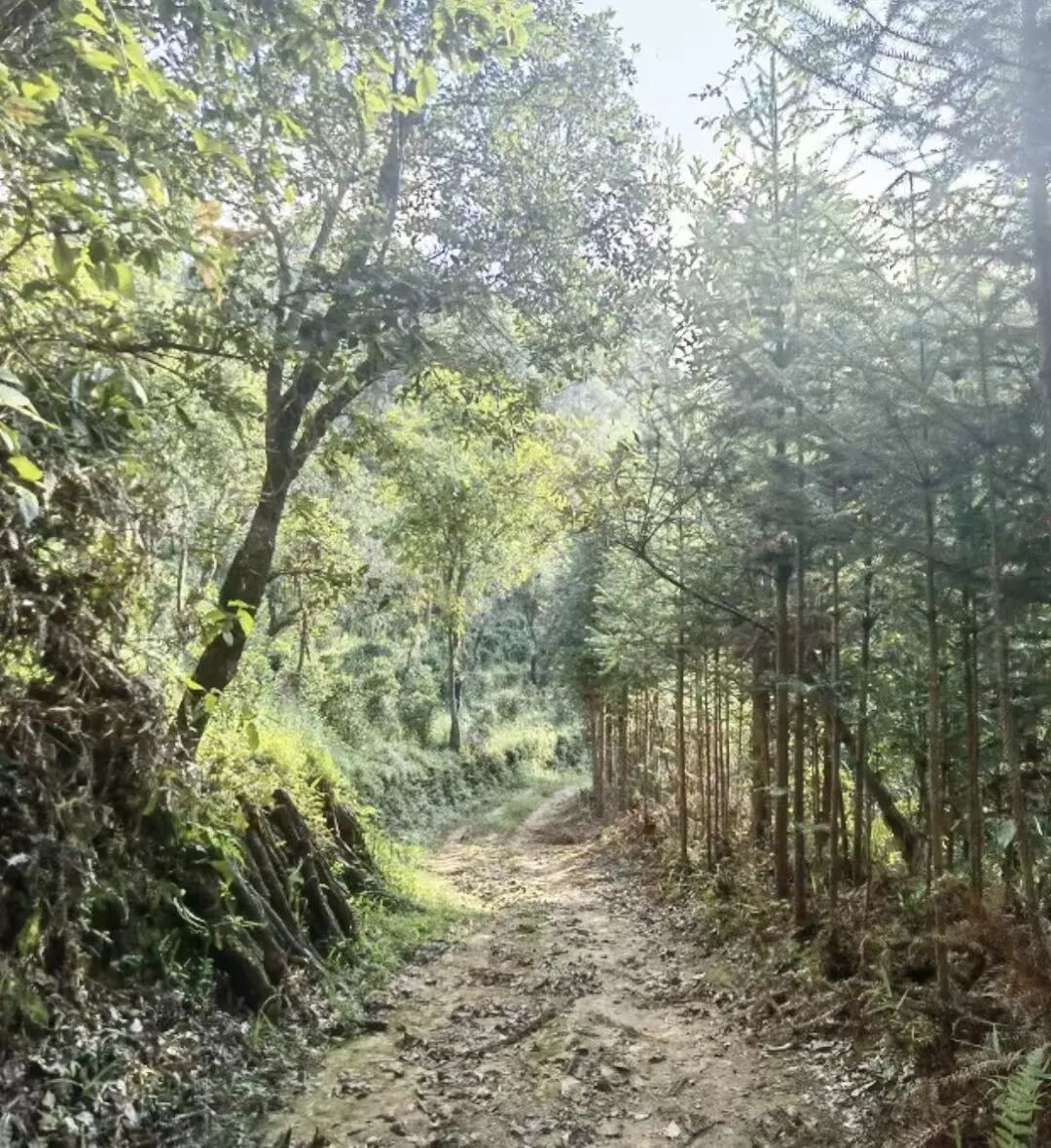 被误用的时间:重新理解普洱茶的陈化逻辑