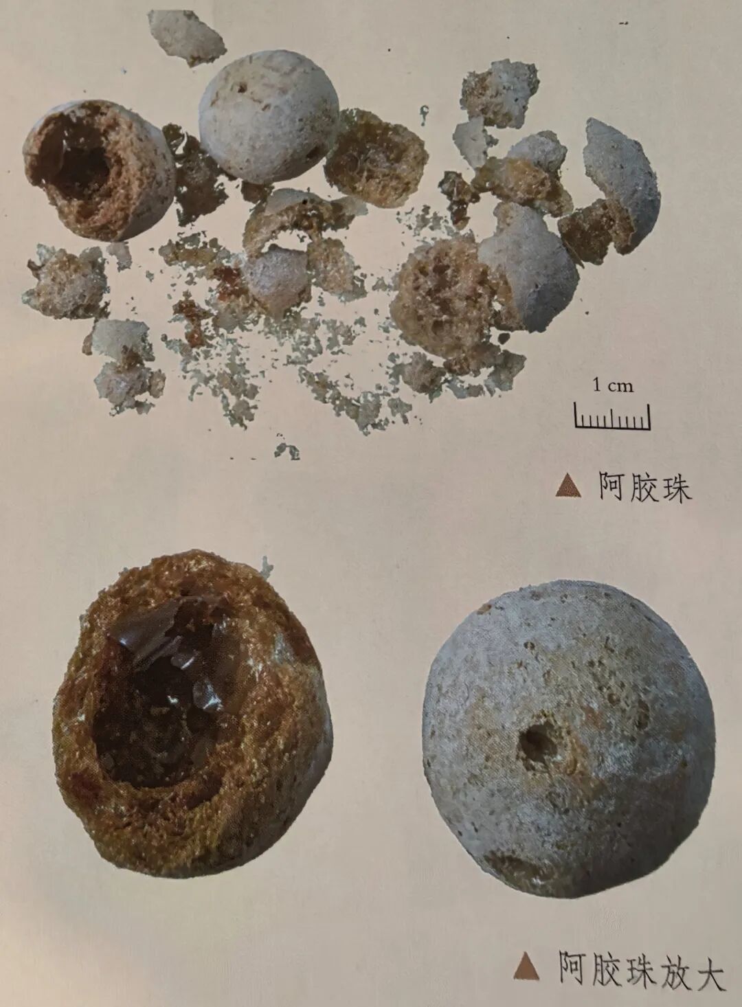中药人掏心窝:阿胶、鹿角胶、龟甲胶真假鉴别!别再花冤枉钱吃“假胶”!