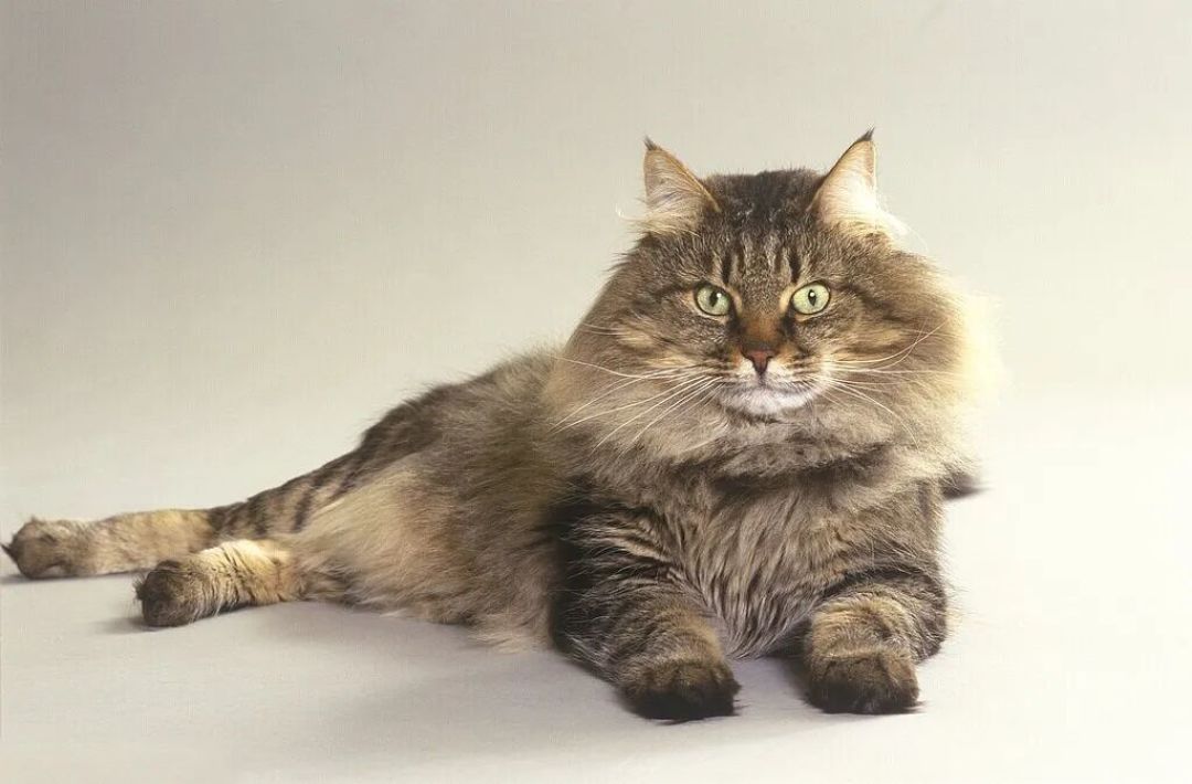 挪威森林猫:来自北欧神话的“森林精灵”