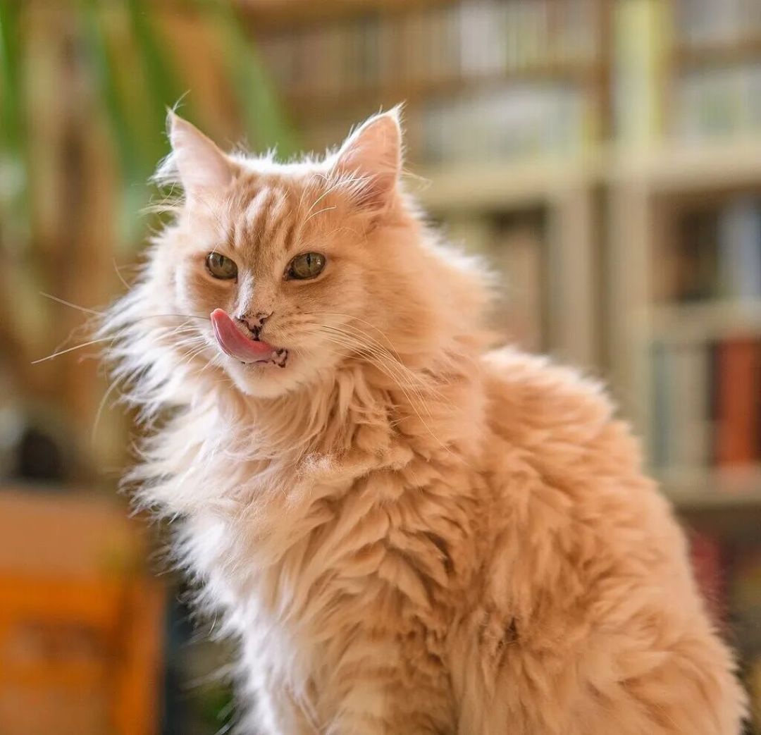 挪威森林猫:来自北欧神话的“森林精灵”