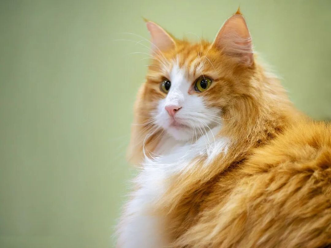 挪威森林猫:来自北欧神话的“森林精灵”