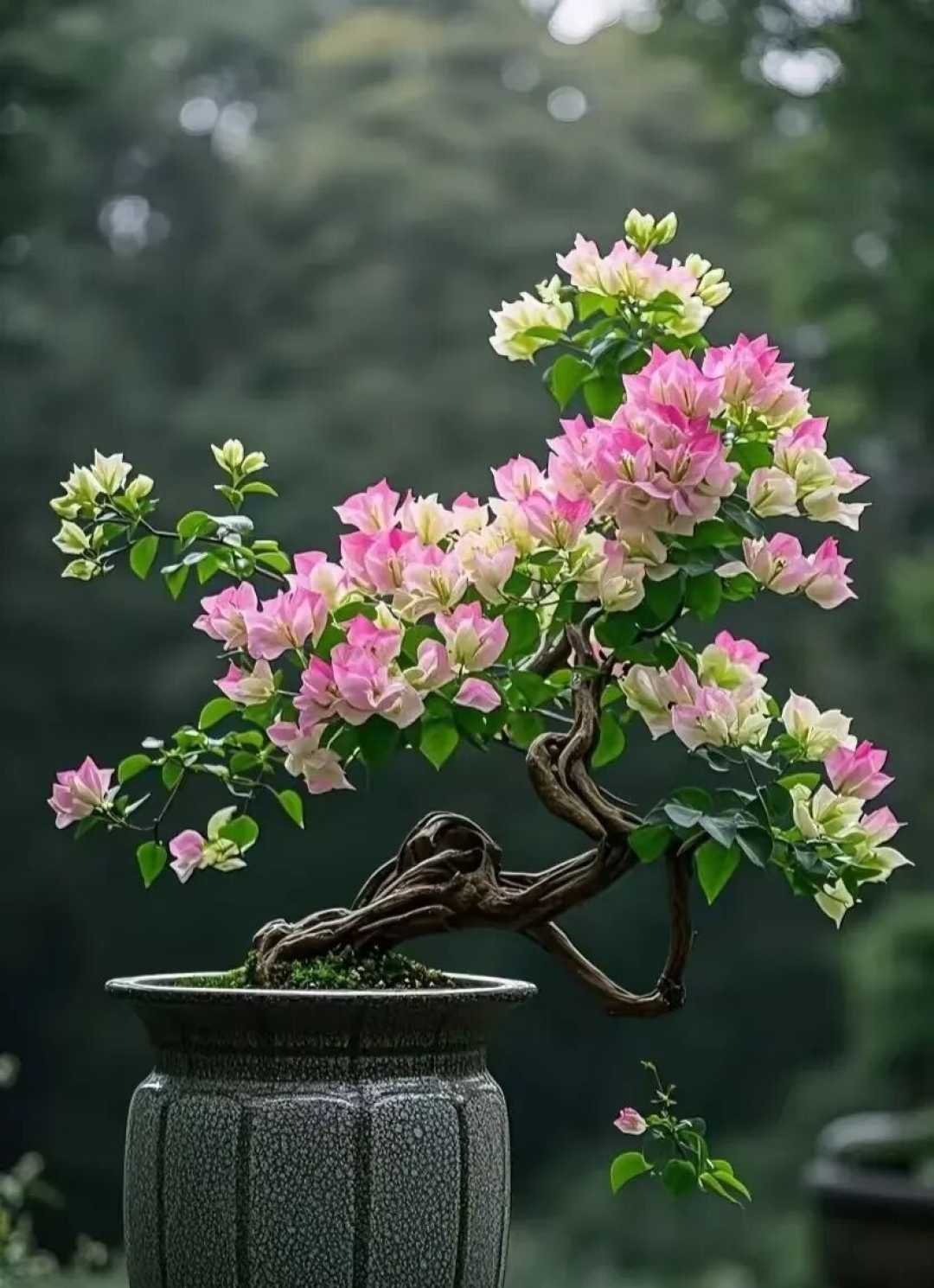 三角梅养成盆景,诀窍只有1个!照着做1年成老桩,开成大花球