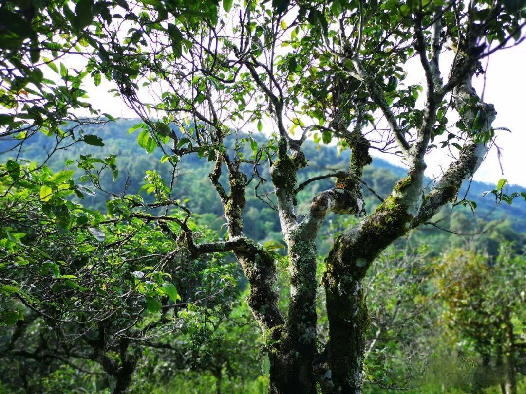 南宛有机古树茶的宝中宝「福气」老茶头 | 承载布朗山雨林岁月的琥珀时光！