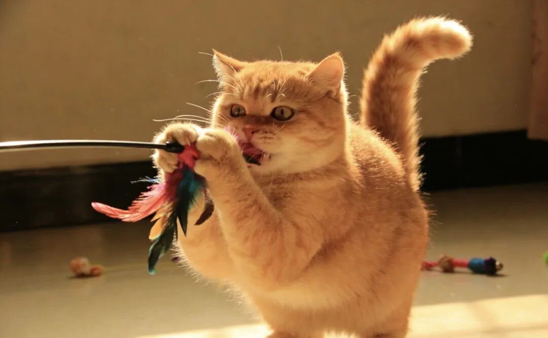 猫咪是治愈生活的小天使