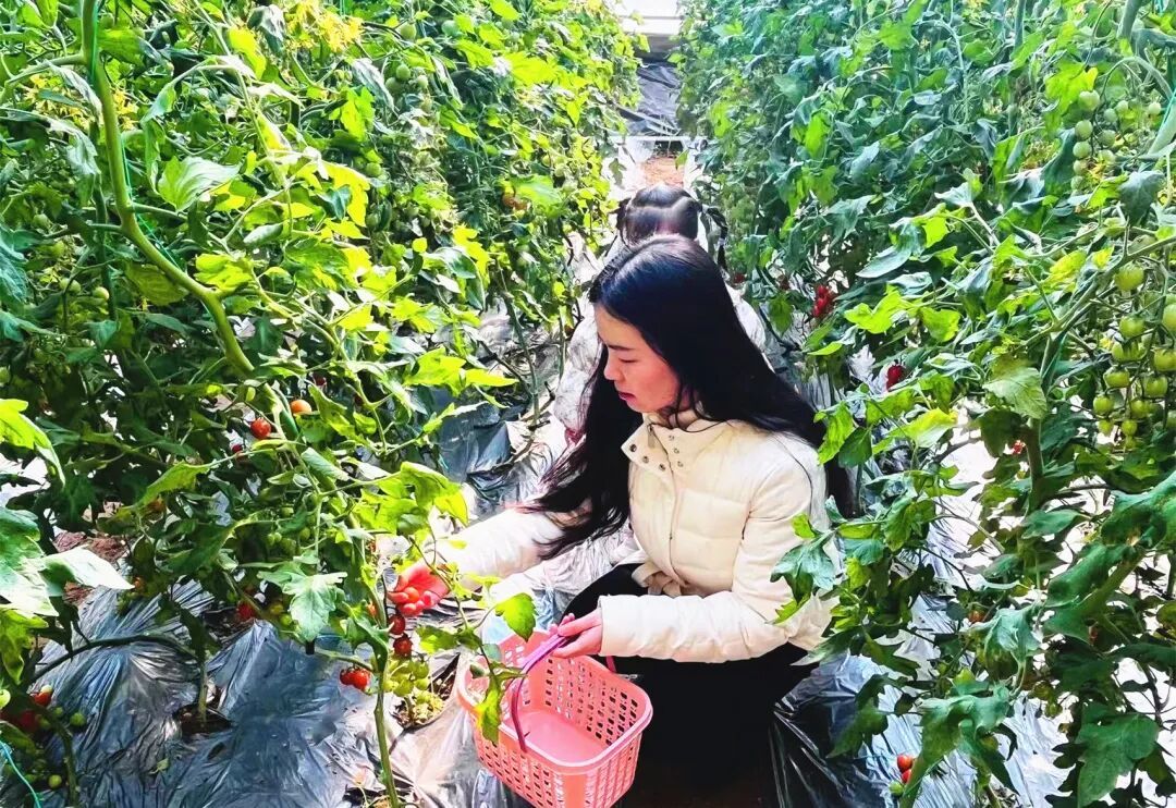 可采摘!多彩番茄熟了
