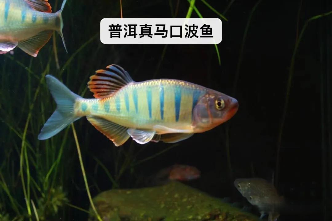 溪流中原生神秘精灵---真马口波鱼亚科鱼类