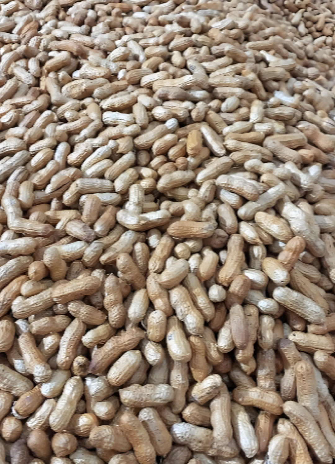 南北干货炒货---花生系列品种及特点介绍