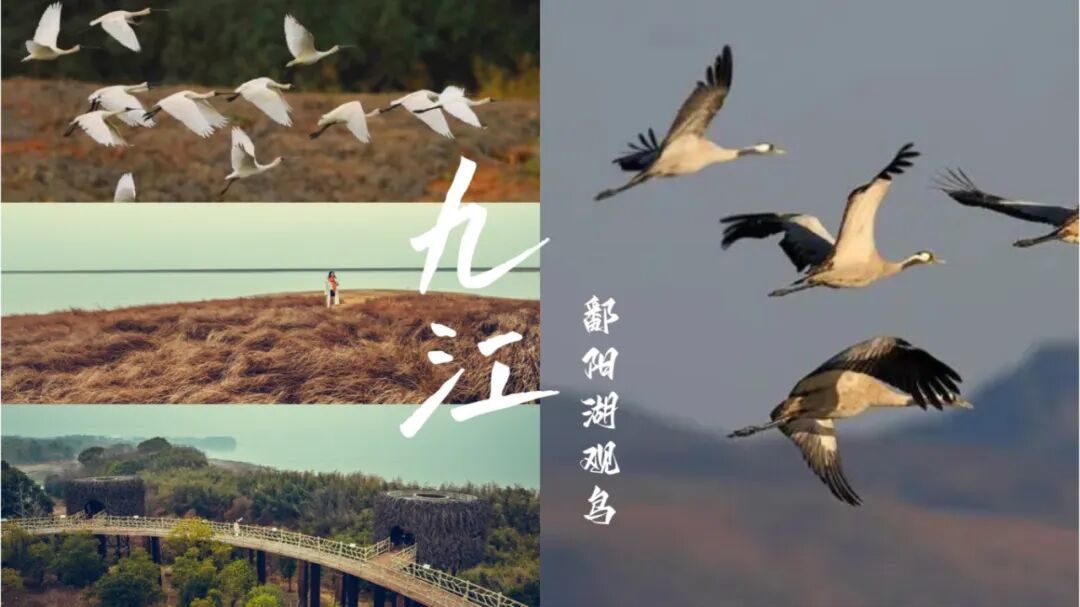 冬游九江,看这篇就够了!