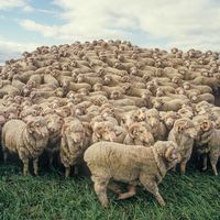 中产智商税，又割一波？