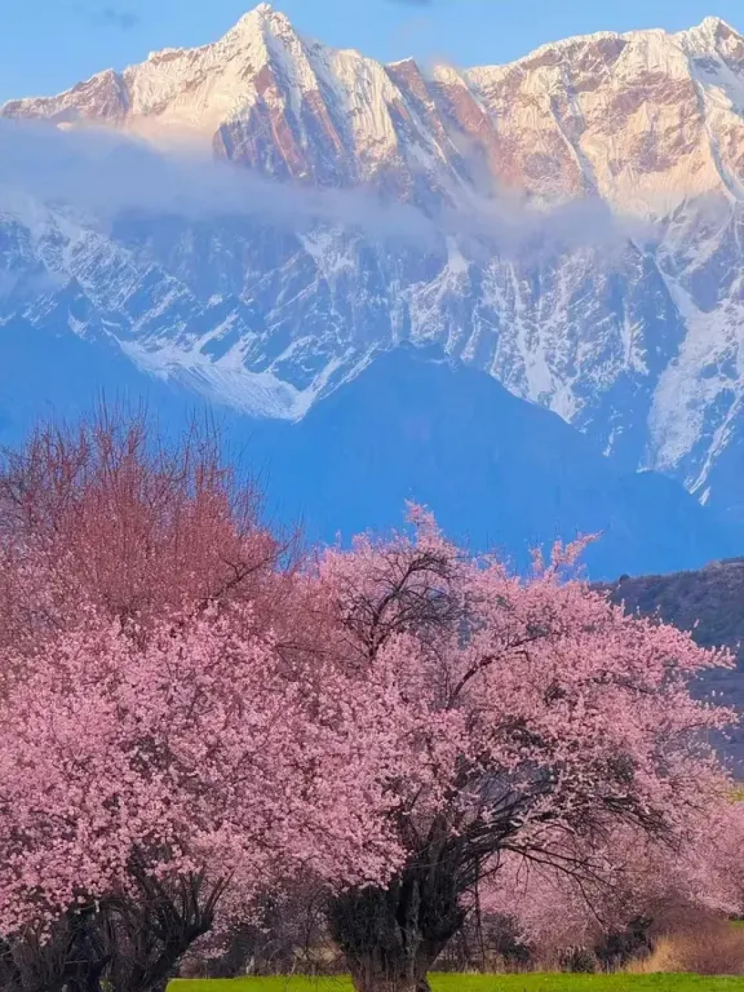国家地理力推,林芝🌸高原写给春天的情书