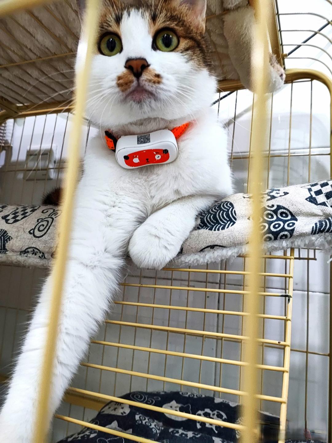 养猫的好处多还是麻烦多?
