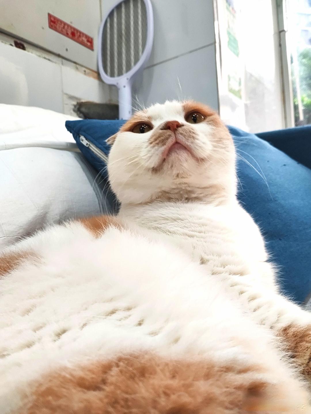 养猫的好处多还是麻烦多?
