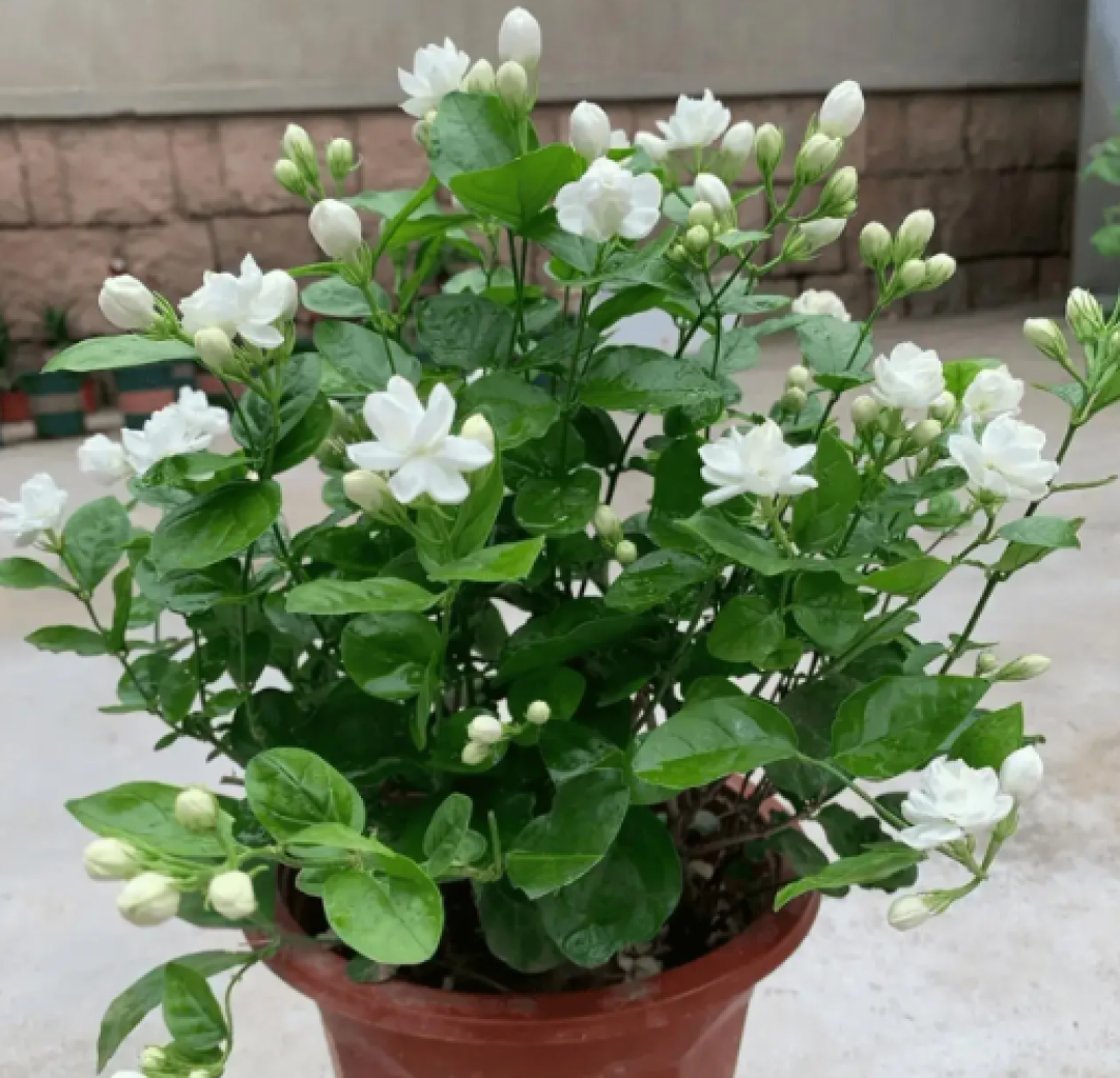暴雨天不用搬?这4种花狂喝雨水,长得旺到爆!