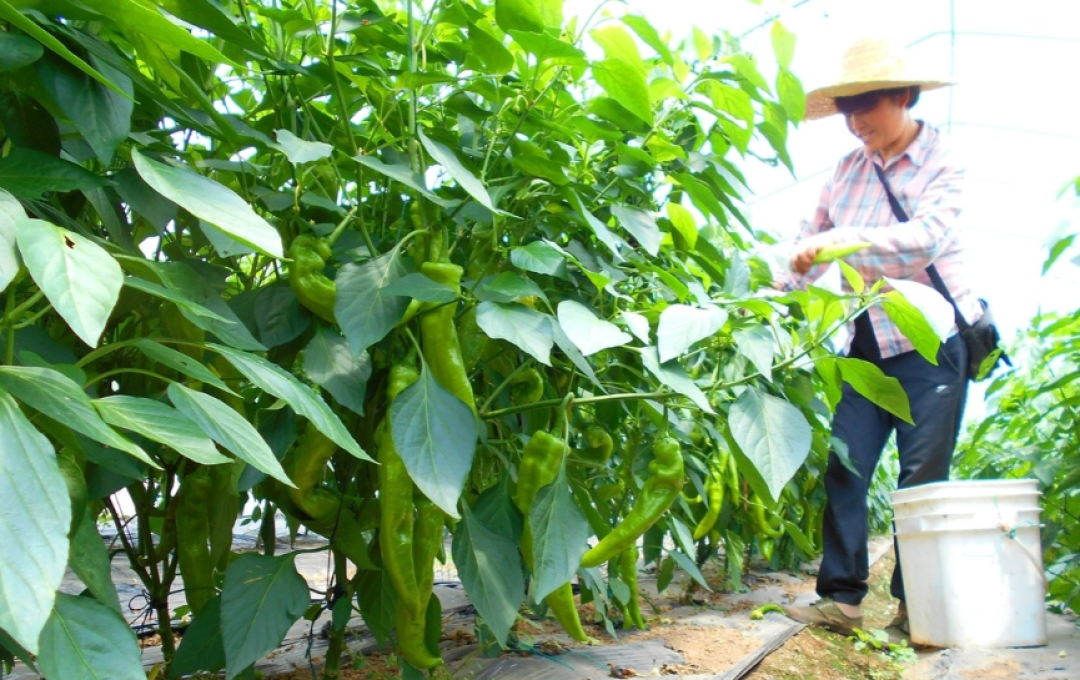种植豆角、西红柿、辣椒,起垄好还是不起垄好?这里面学问大着呢
