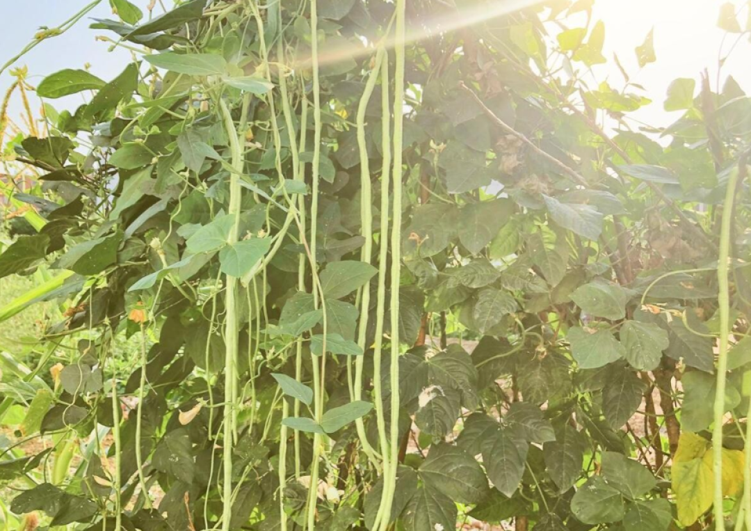 种植豆角、西红柿、辣椒,起垄好还是不起垄好?这里面学问大着呢