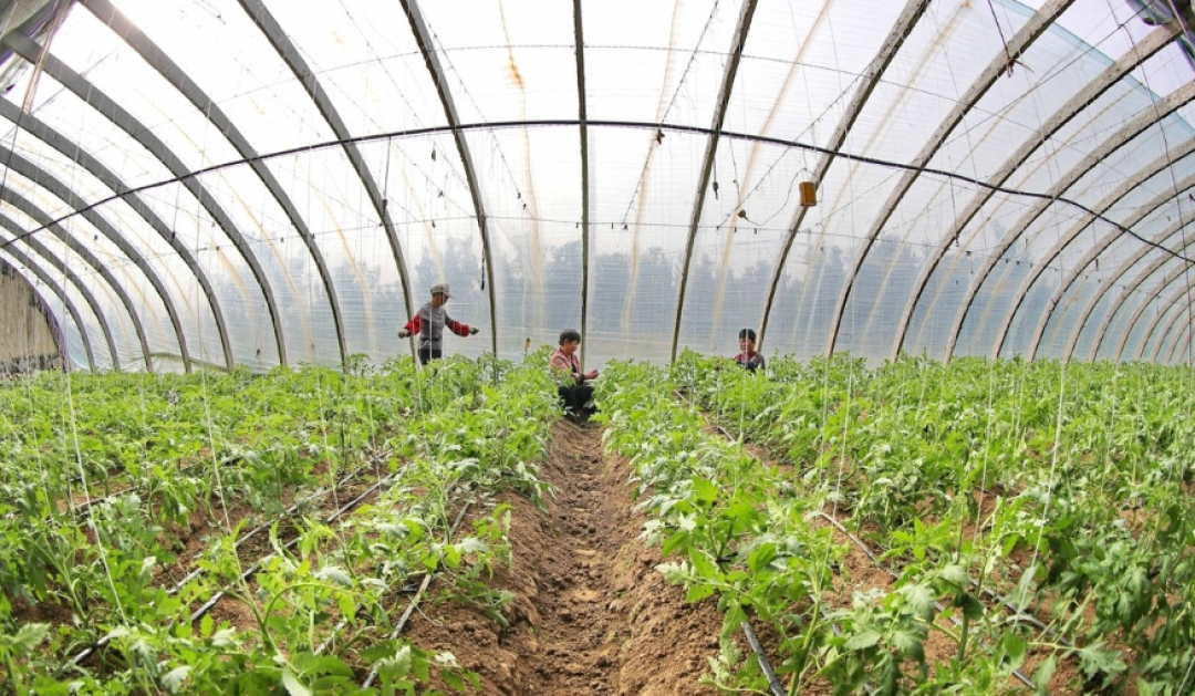 种植豆角、西红柿、辣椒,起垄好还是不起垄好?这里面学问大着呢