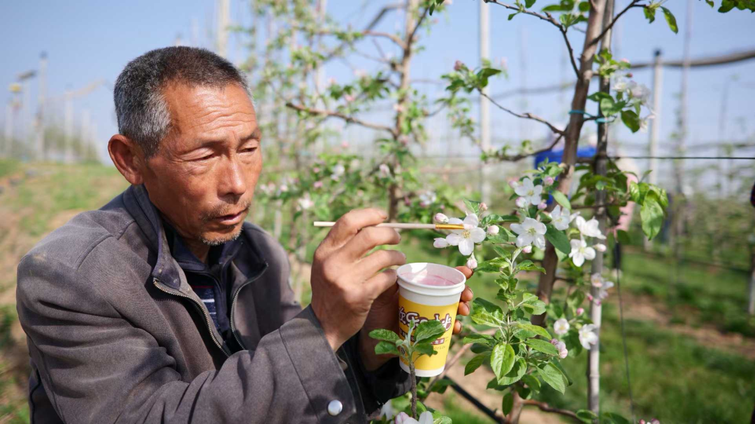 一个苹果20元!国产“瑞香红”凭什么卖这么贵?