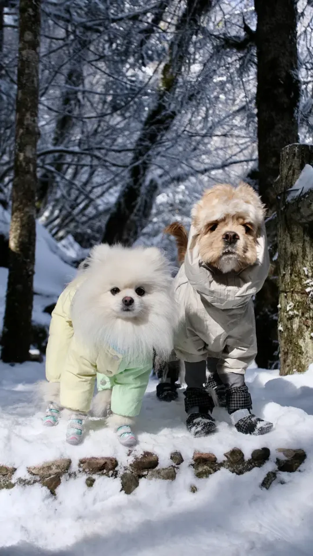 两狗雪季旅游出行清单/好物分享/OOTD