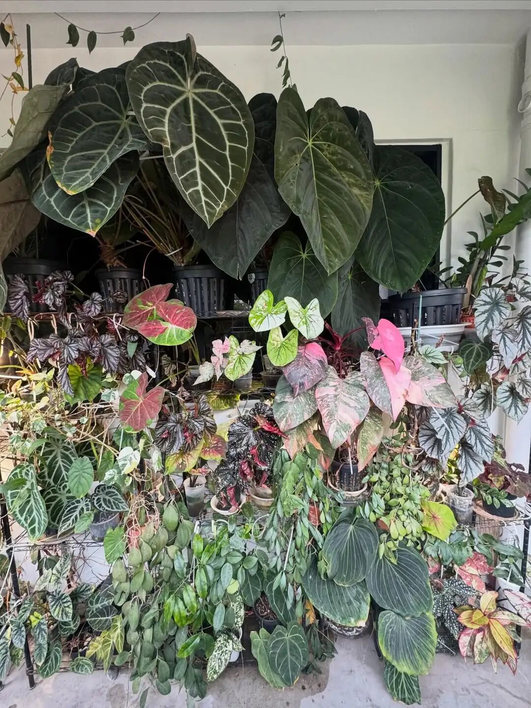 室内盆栽绿植挑选注意,打造“观叶植物”生态