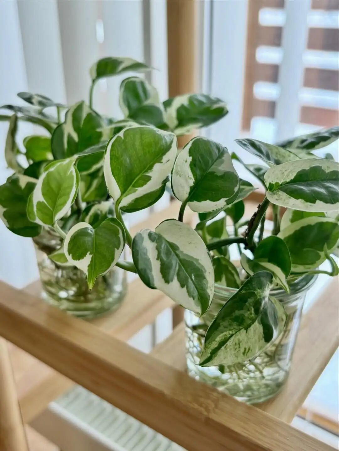室内盆栽绿植挑选注意,打造“观叶植物”生态