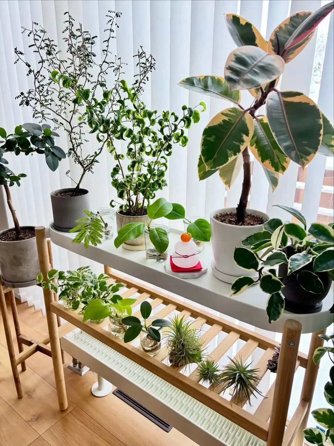 室内盆栽绿植挑选注意,打造“观叶植物”生态