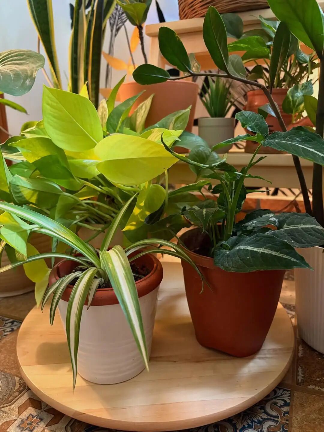 室内盆栽绿植挑选注意,打造“观叶植物”生态