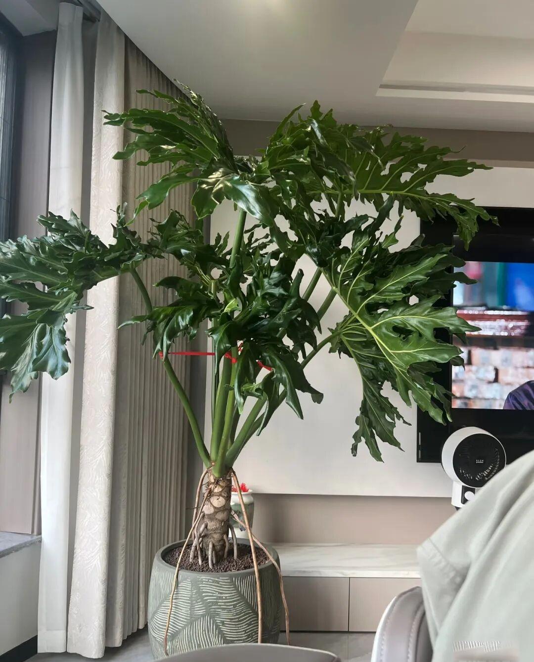 浙江一小伙,1800元买一盆春羽,摆在客厅,那叫一个高级,网友:真值!
