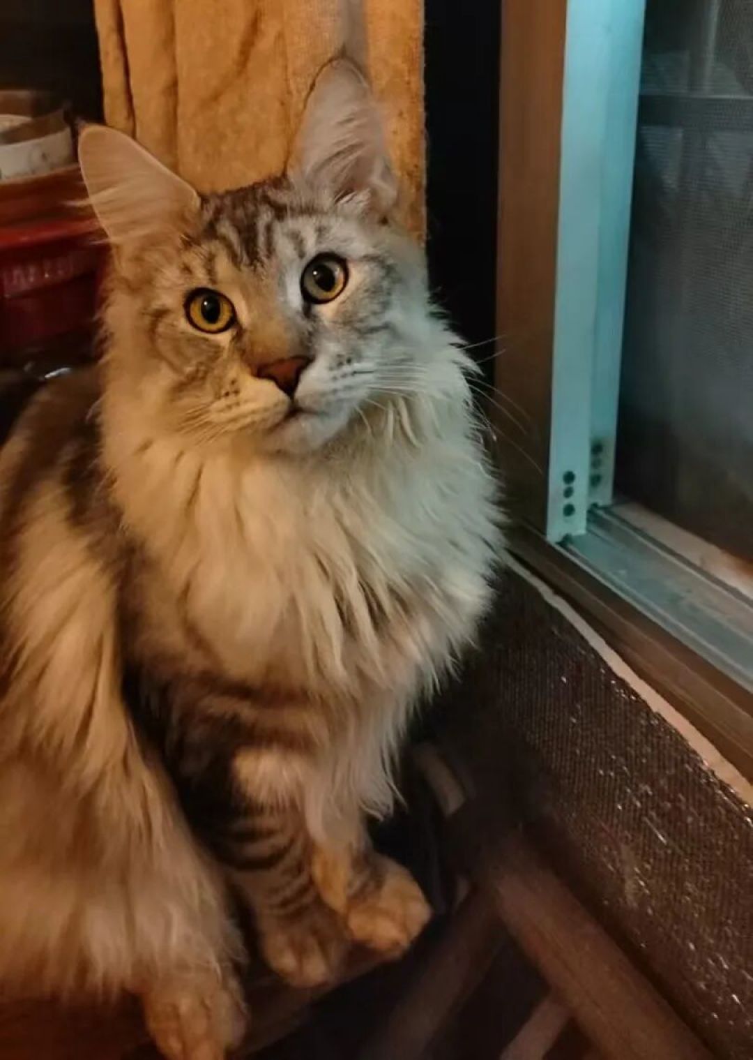 杭州领养日线上领养榜-猫猫20260130