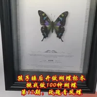 #真实生活分享计划 孩子睡后开做蝴蝶标本，挑战做100种蝴蝶——第12期：玫瑰青凤蝶#创意 #蝴蝶标本 #昆虫#手工