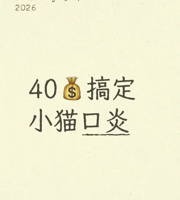 40💰搞定猫咪口炎❗