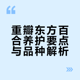 重瓣东方莲花百合系列品种特点对比介绍