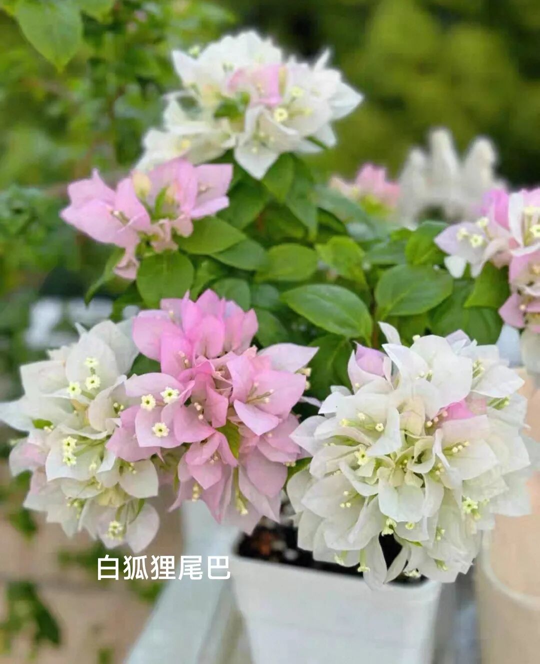 三角梅狐狸系列的品种特点以及养护方法
