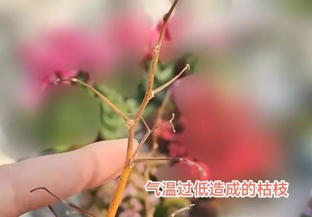 三角梅狐狸系列的品种特点以及养护方法