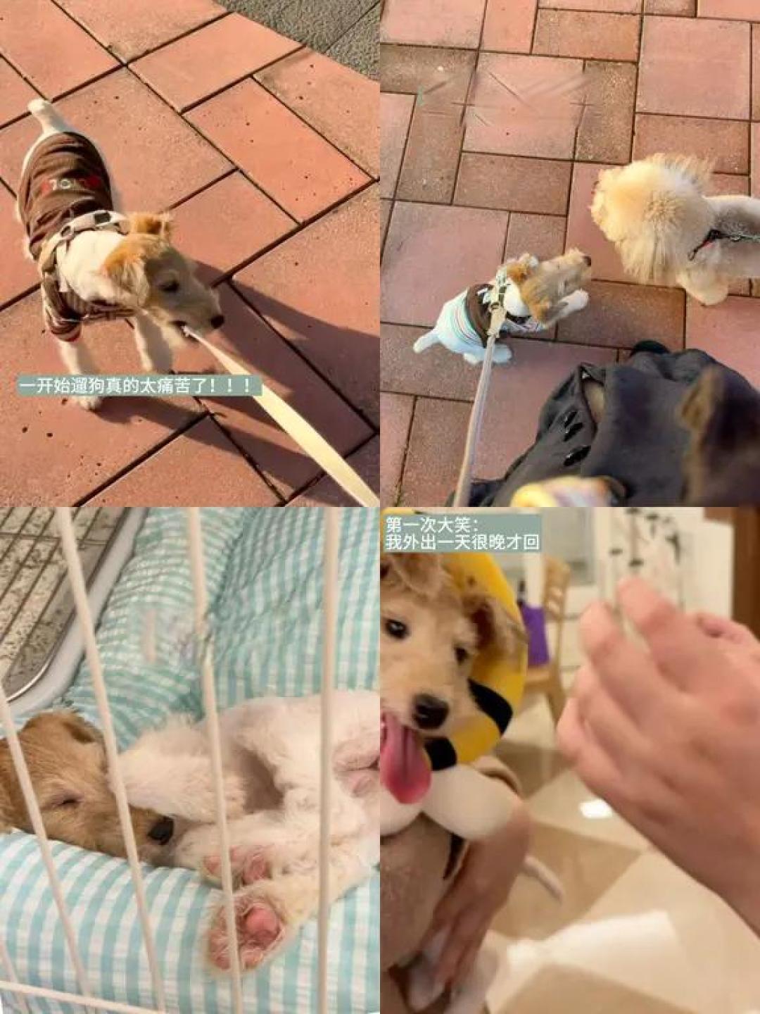 ✍🏻新手把刚毛猎狐梗养到半岁啦🦊!
