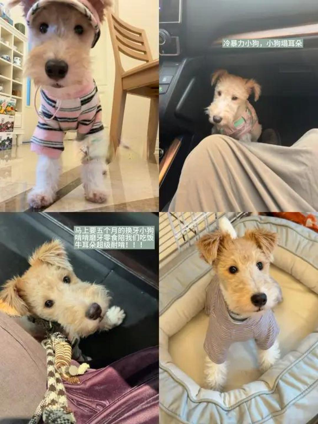 ✍🏻新手把刚毛猎狐梗养到半岁啦🦊!