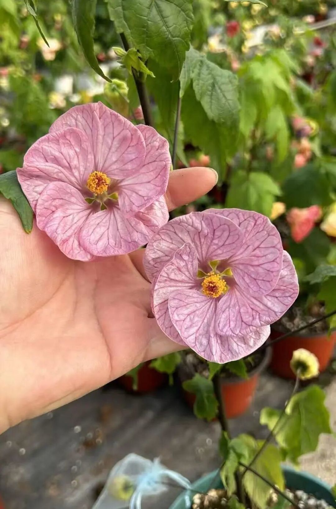 你所不知道的悬铃花(观赏苘麻)