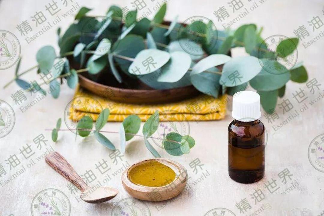 尤加利精油的18种实用玩法