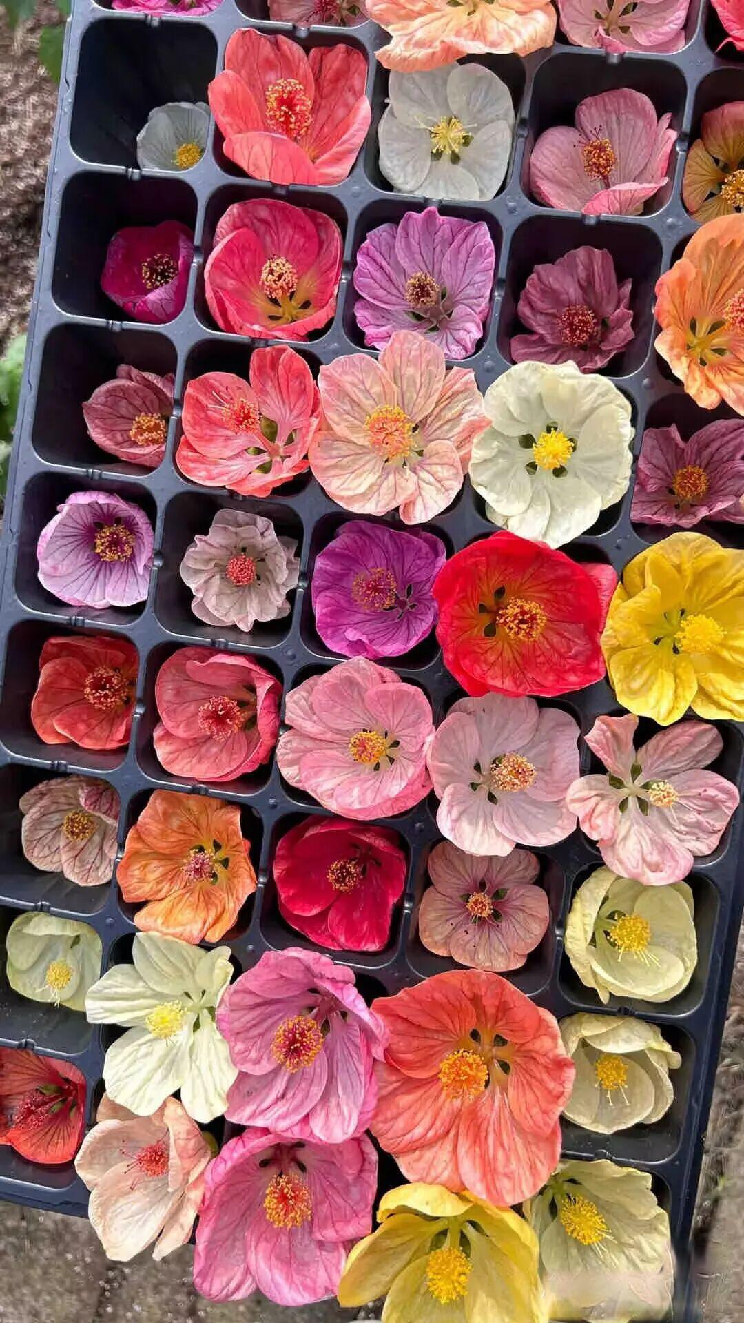 你所不知道的悬铃花(观赏苘麻)