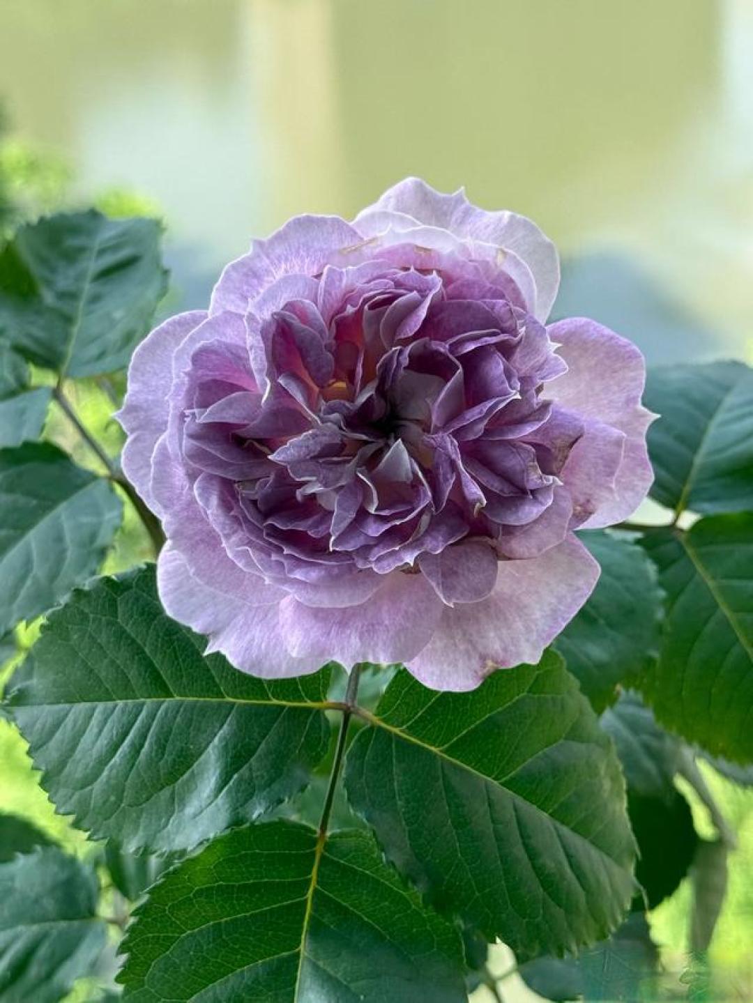 介绍我在阳台上养过的六种蓝紫色月季花