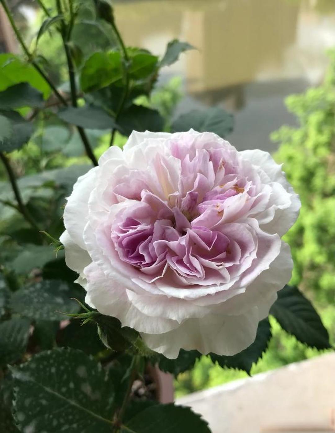 介绍我在阳台上养过的六种蓝紫色月季花