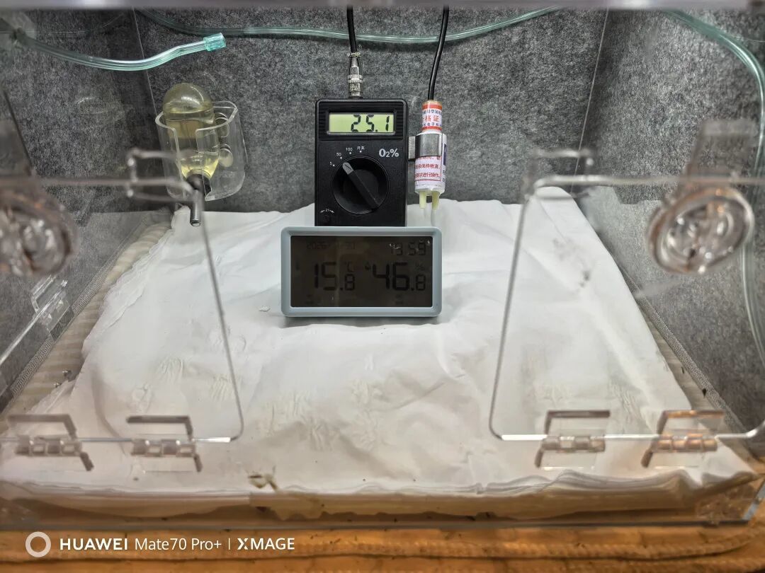 仓鼠吸氧保姆级教程