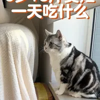 湿粮喂养｜9岁13斤美短一天吃什么之
今天吃了鲜朗餐包、小壳排毛罐、地狱厨房鳕鱼冻干
#宠物vlog #猫罐头 #铲屎官日记 #起司猫 #湿粮