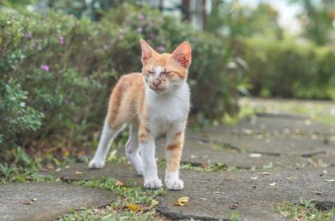 小区藏着位“猫爷爷”,寒来暑往十多年,把温柔都给了流浪猫🐱