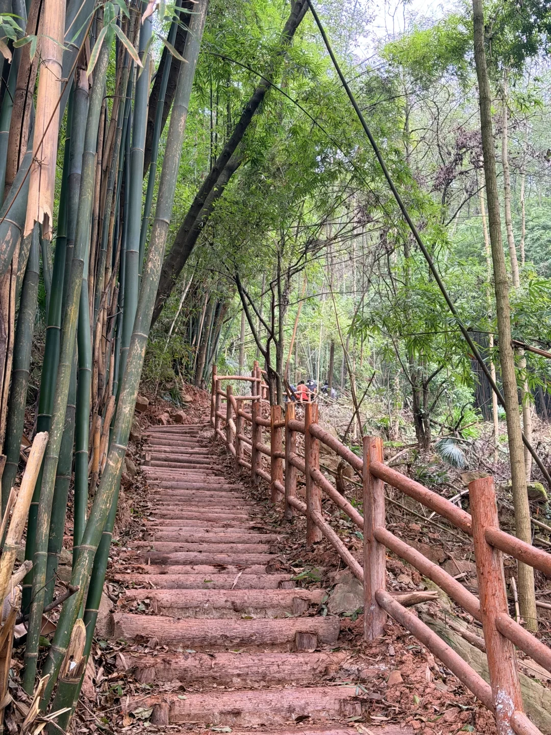 周末进山充充电~📍德阳什邡蓥华山森林步道