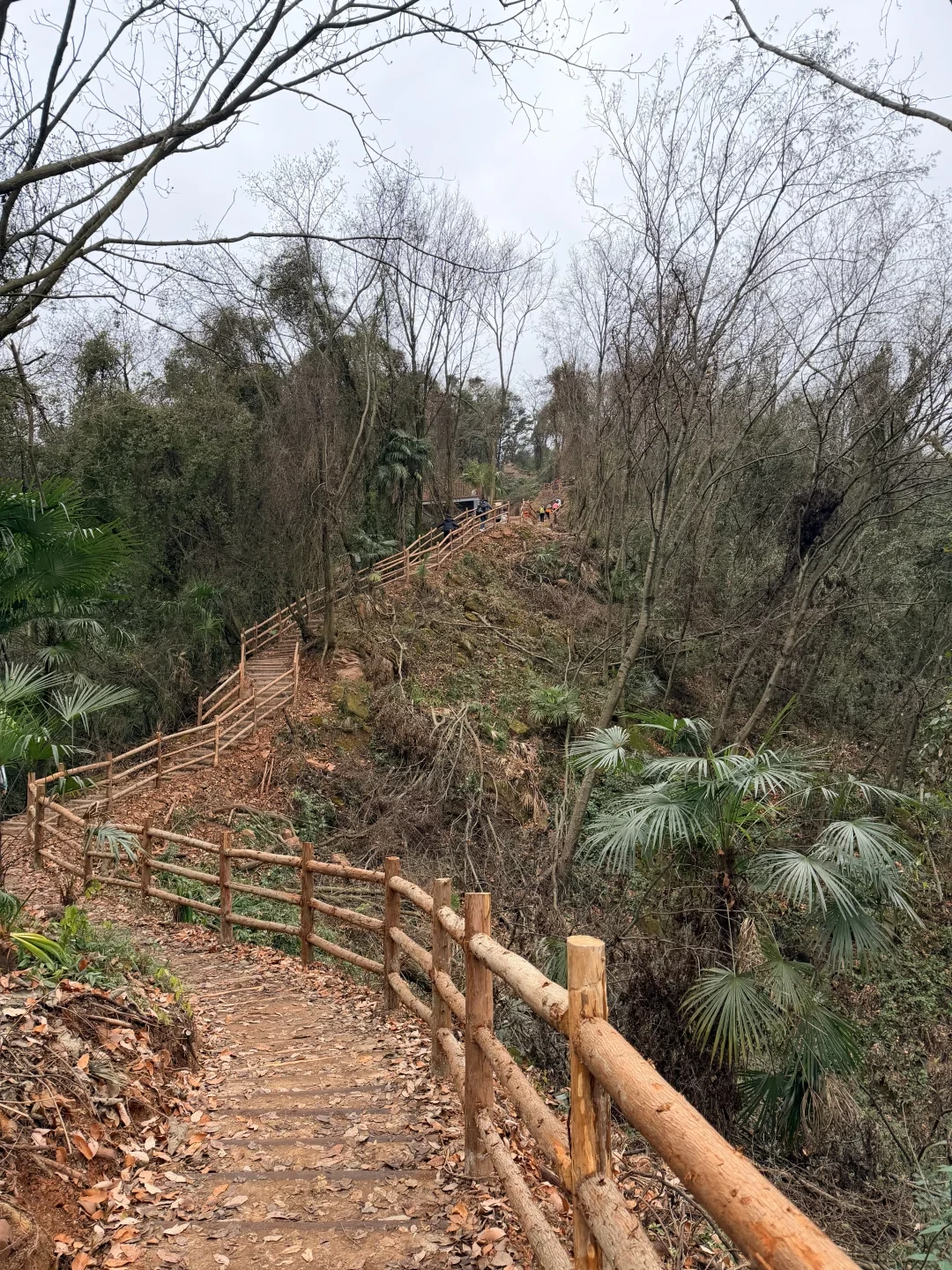 周末进山充充电~📍德阳什邡蓥华山森林步道