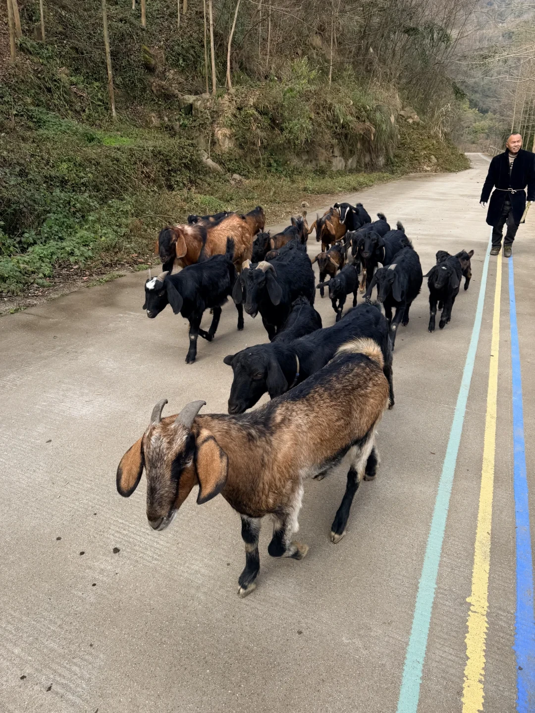 周末进山充充电~📍德阳什邡蓥华山森林步道