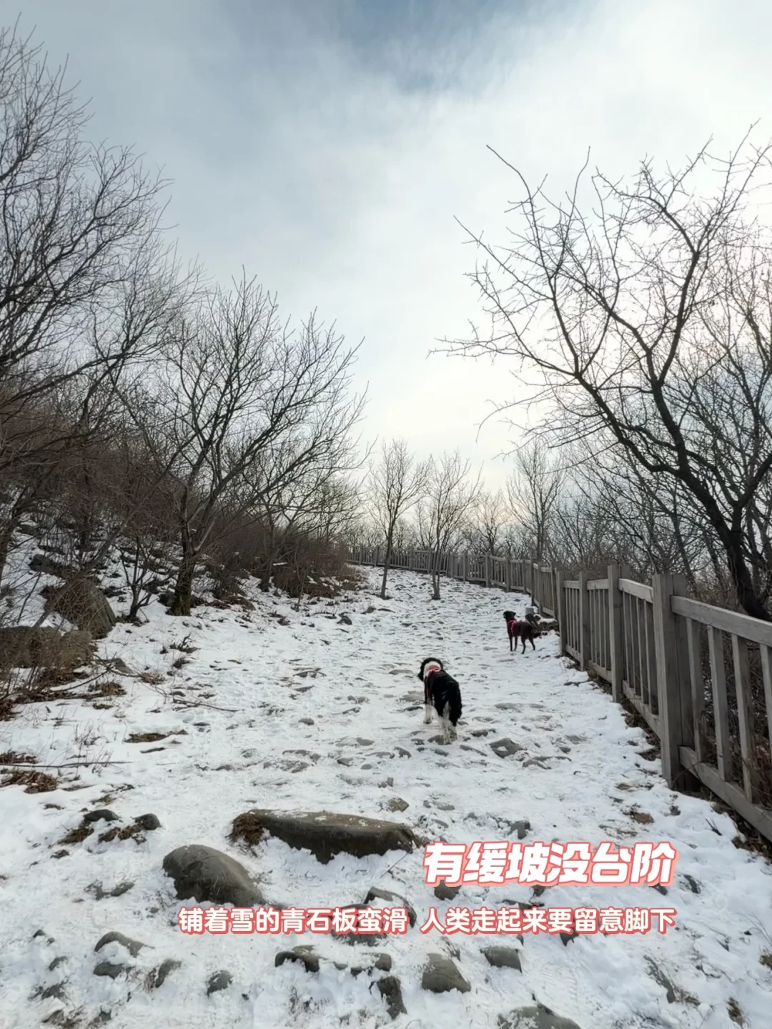 0台阶❣️可玩雪可徒步的宝藏线路🐕