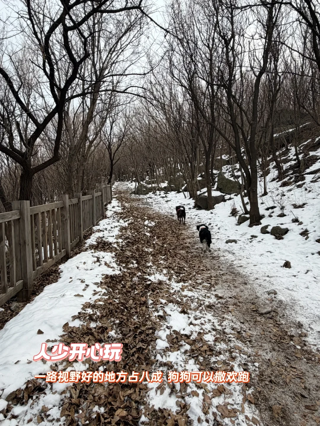 0台阶❣️可玩雪可徒步的宝藏线路🐕
